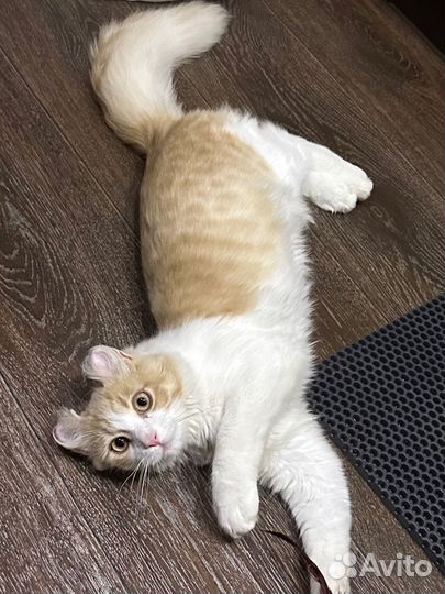 Английский керл