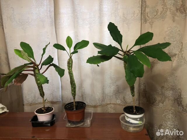 Продам цветы комнатные