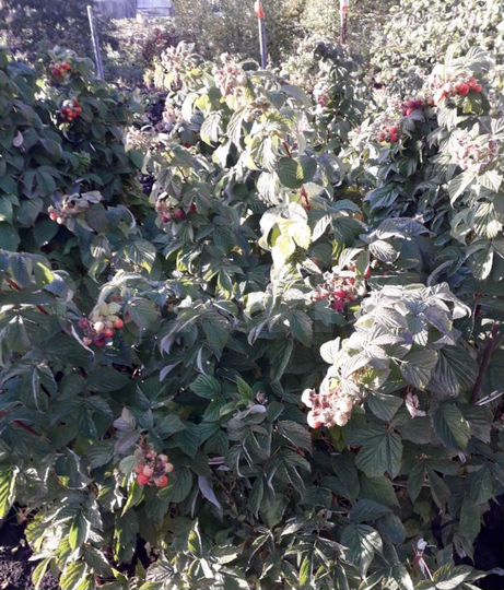 Участок 12,4 сот. (ИЖС)