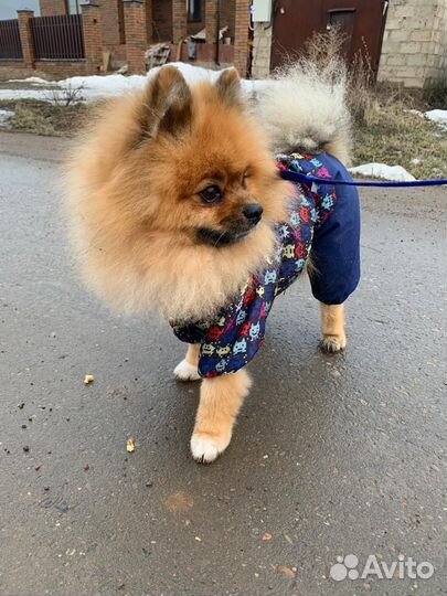 Вязка Шпиц