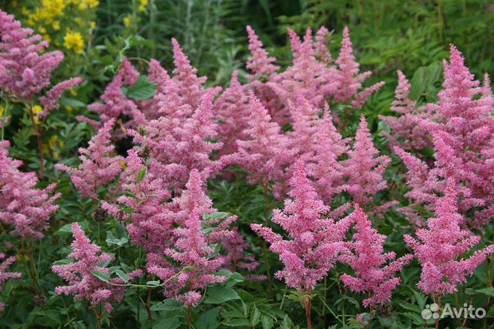 Астильбы сортовые