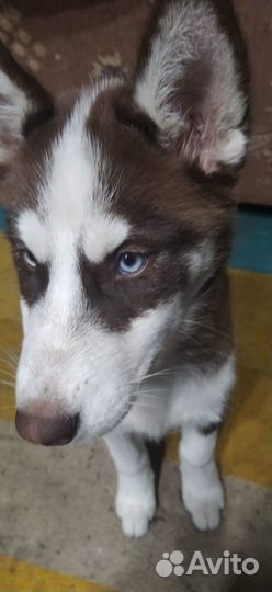 Щенки сибирской хаски