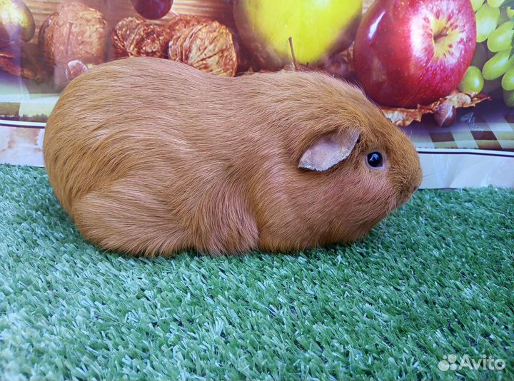 Морская свинка из Питомника