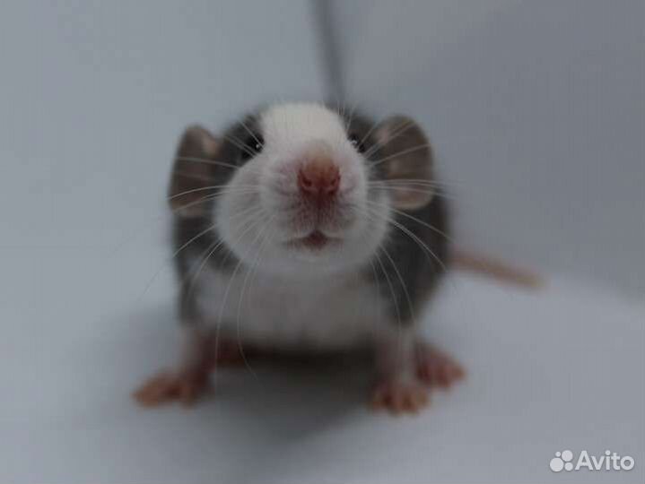 Крысята, крыса, крысята дамбо