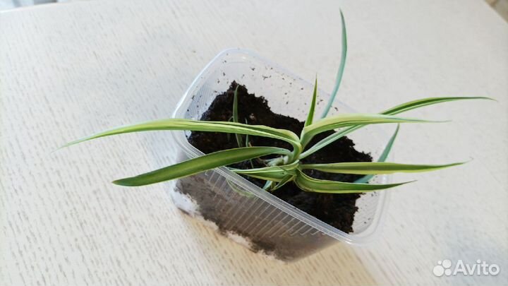 Хлорофитум