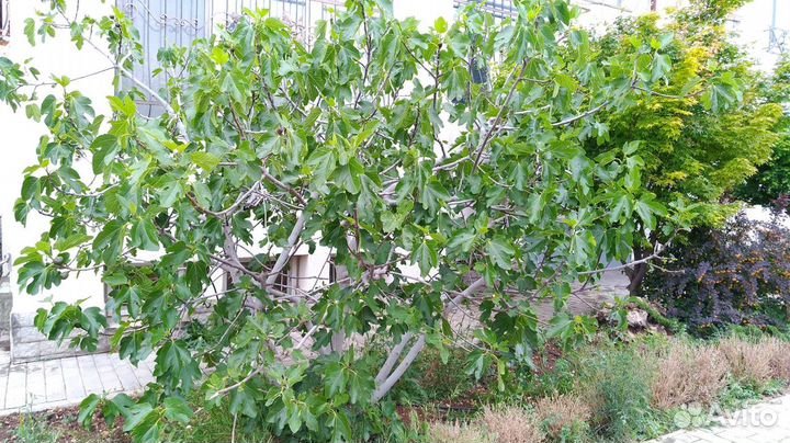 Саженцы инжира