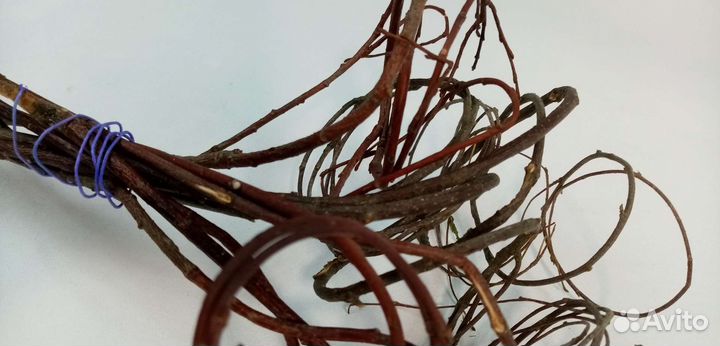 Сухоцвет, декор для фото