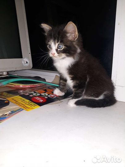 Котенок в дар бесплатно