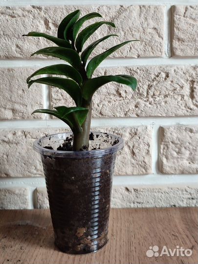 Замиокулькас зензи жук (bag)