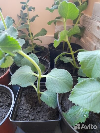 Плектрантус (комнатная мята, домашняя)