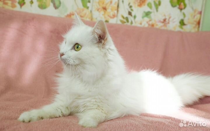 Пастила в добрые руки