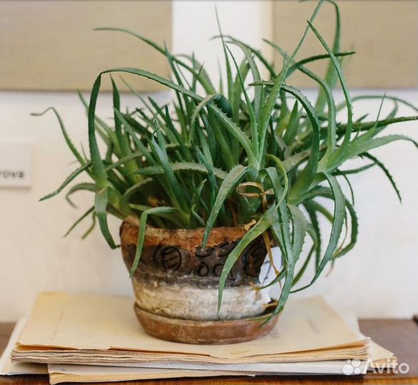 Алое вера, алое, лук индийский