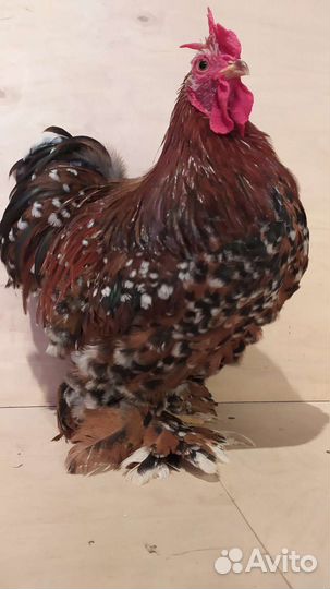Петушок цыпленок
