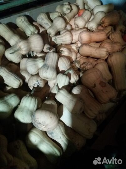 Тыква Мускатная