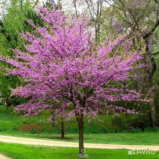 Церсис (Иудино дерево, Багрянник), Катальпа