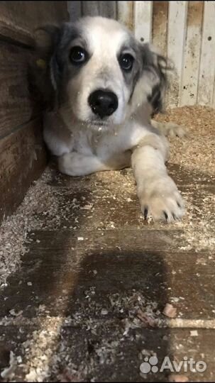 Щенок в добрые руки