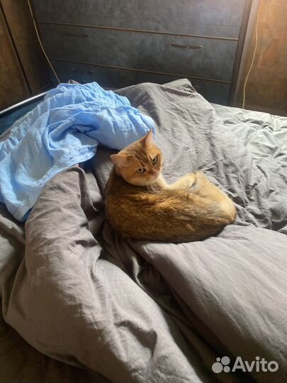 Британская золотая кошка шиншилла бесплатно