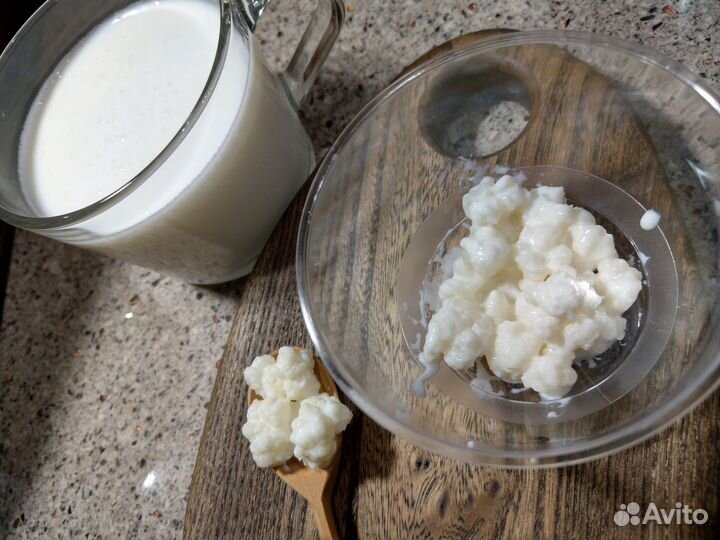 Кефирный тибетский молочный гриб