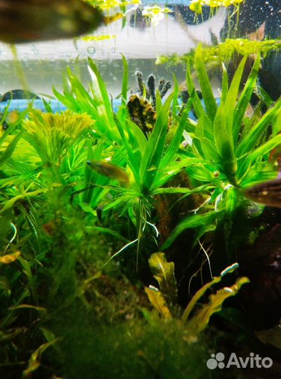 Аквариумные растения