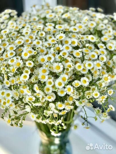 Букет из мелких ромашек ароматные садовые