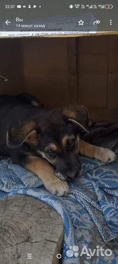 Немецкая овчарка