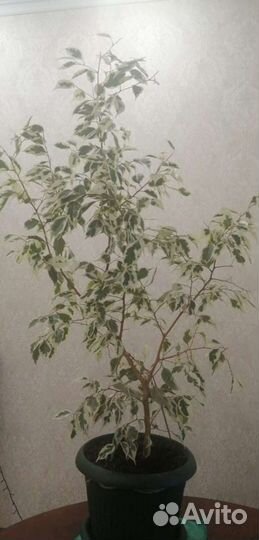 Бенджамина