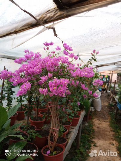 Бугенвиллея