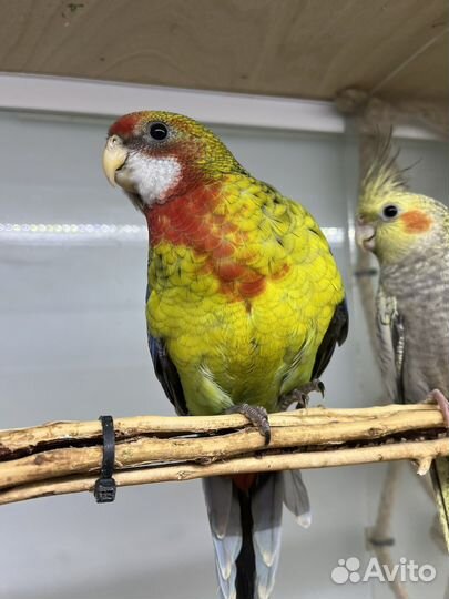 Попугай розелла