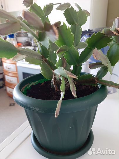 Цветок Декабрист