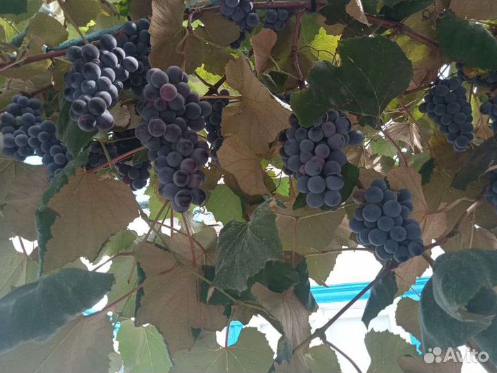 Виноград винный