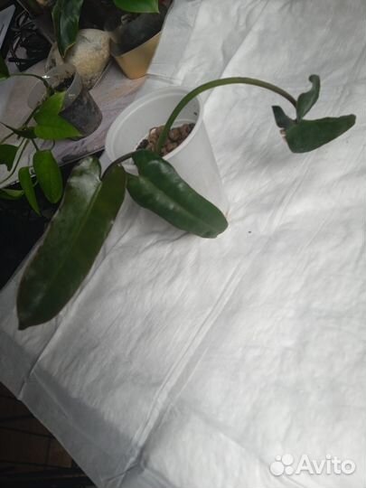 Эпипремнум Стингрей