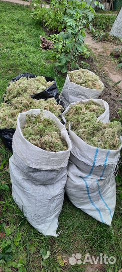 Мох сфагнум живой