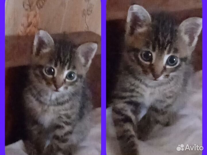 Котенок мальчик бесплатно