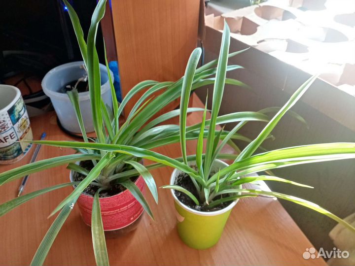 Хлорофитум