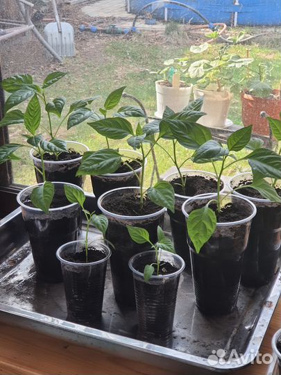 Рассада острого перца