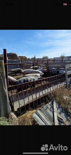 Продам свиней