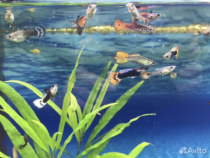 Самочки гуппи