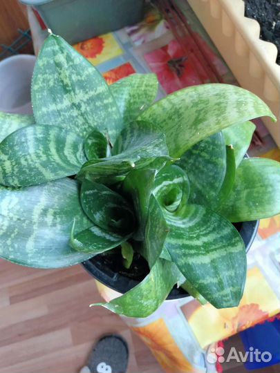 Сансевиерия