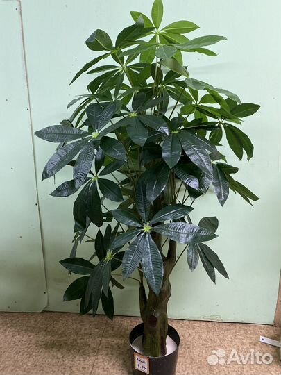 Шефлера декоративное растение