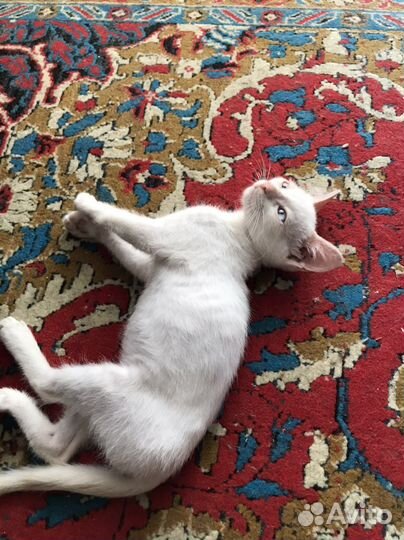 Котик сиамский