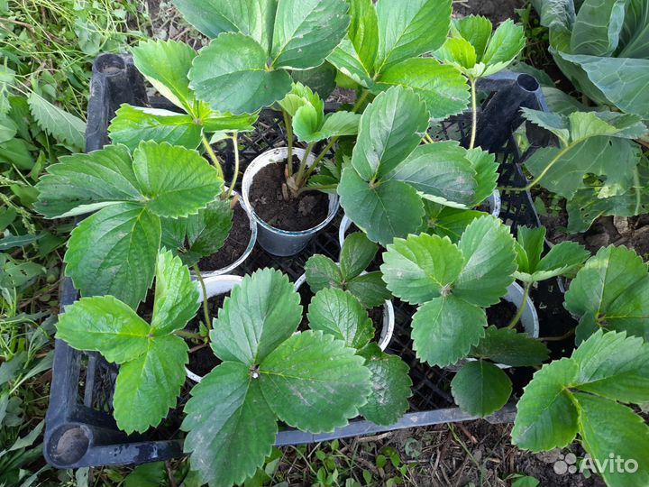 Рассада клубники