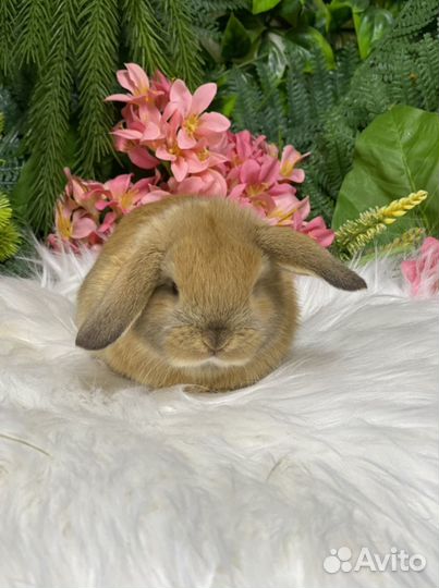 Минилоп малыш