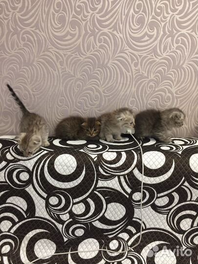 Шотландские котята