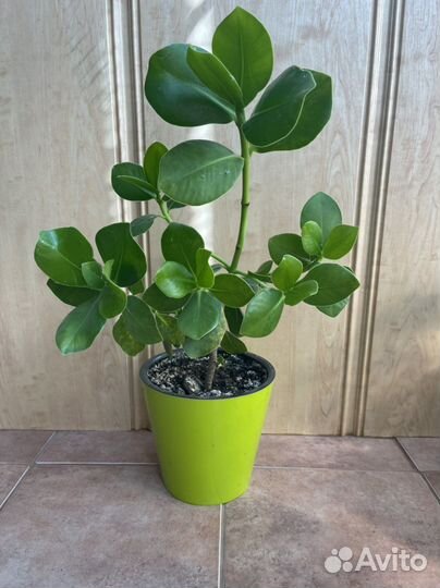 Клузия росеа