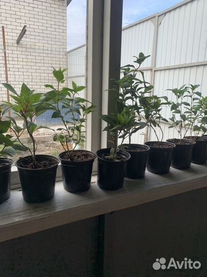 Саженцы плодовых деревьев и кустарников