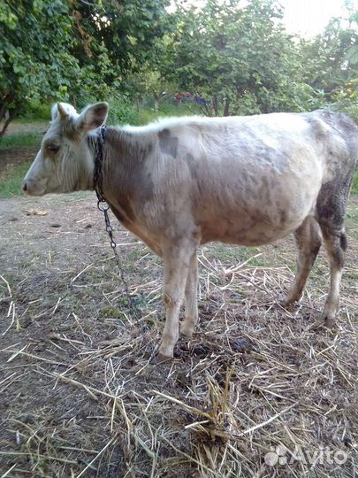 Бычки и телята