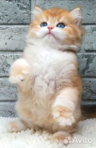 Золотая шиншилла