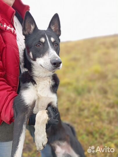 Собака в добрые руки