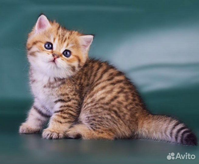 Нежные малыши