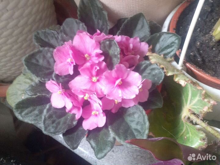 Буссенгольция базелловидная